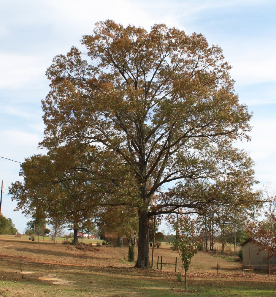 southern_red_oak3